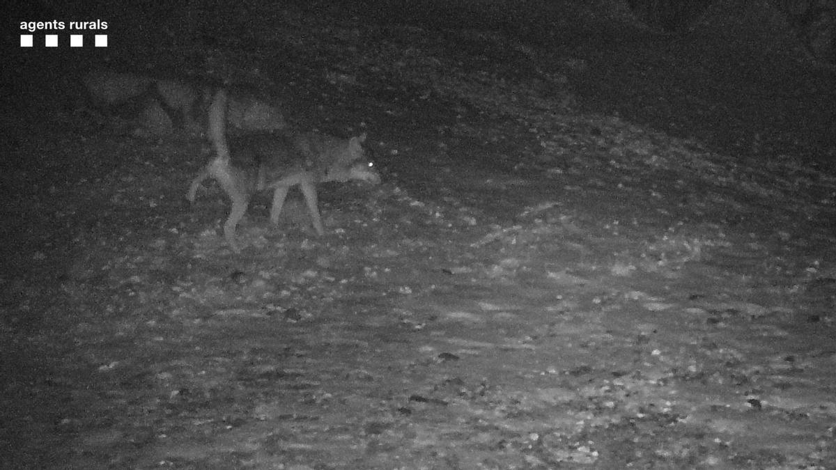 Imagen del lobo.