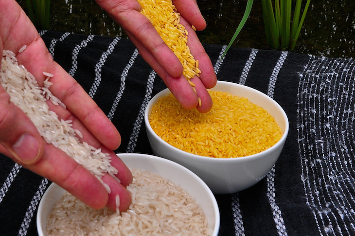¿A favor o en contra de los alimentos trasgénicos como el arroz dorado?