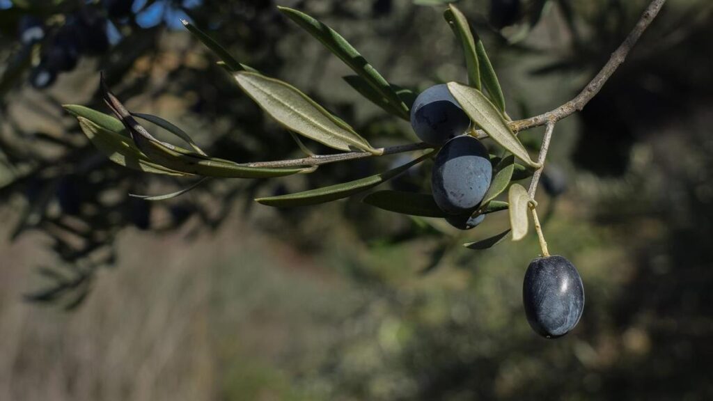 El sector de la aceituna de mesa española exige que se pase "de las palabras a los hechos" para terminar con cinco años de "aranceles injustos".
