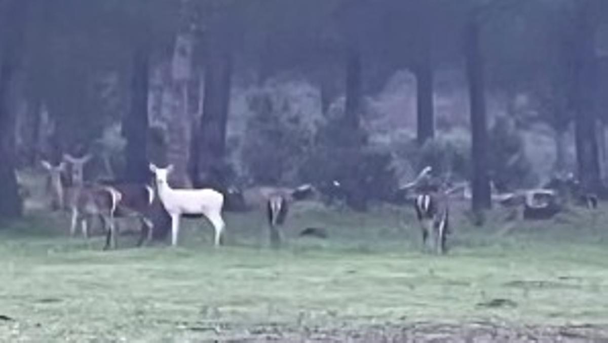 Esta es la "rareza del mundo animal" que se ha podido ver en Doñana