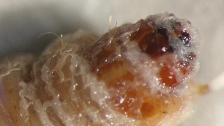 Steinernema adamsi siendo liberado del cuerpo de un huésped fallecido.