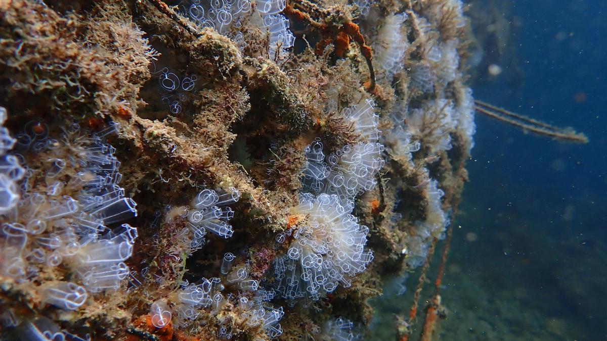 Una estructura marina de Ocean Ecostructures, una de las empresas catalanas finalistas en los premios 4YFN 2024