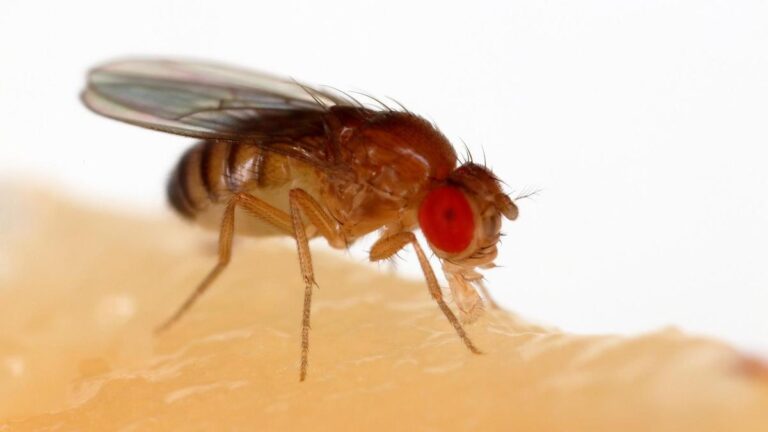 Ejemplar de mosca de la fruta.