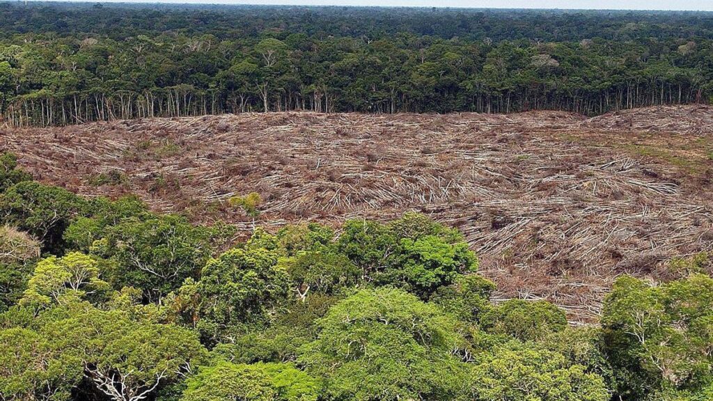La deforestación del Amazonas sigue avanzando