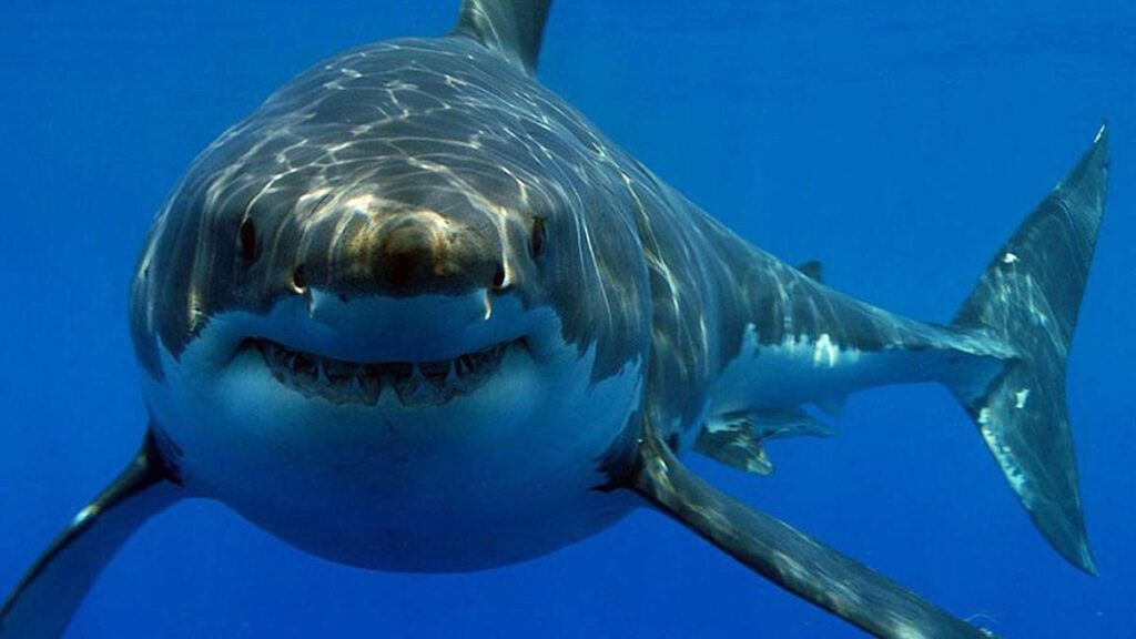 Los tiburones pueden llegar a estar en peligro de extinción
