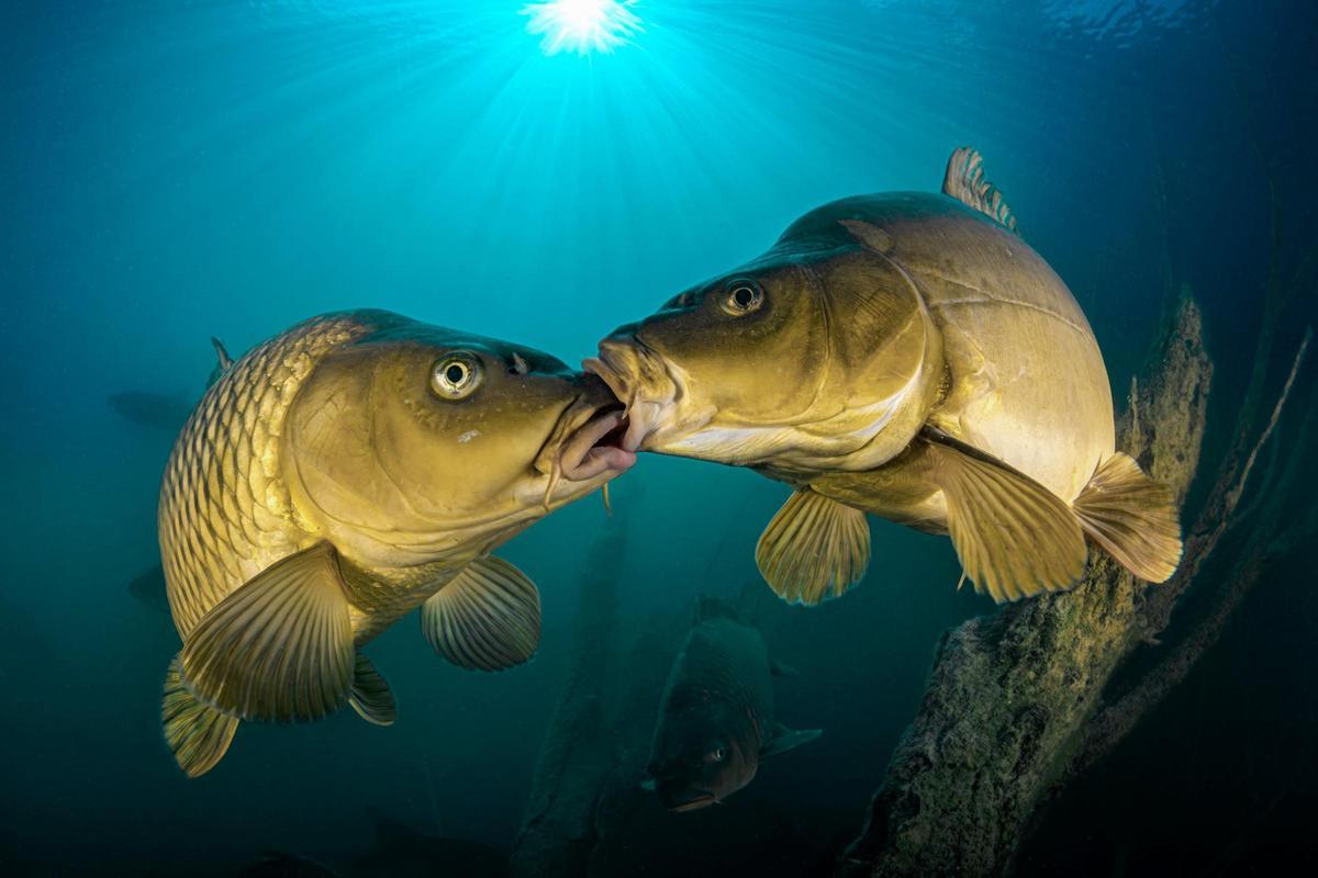 FOTOGRAFÍA OCÉANOS MAR | Estas son las mejores imágenes submarinas de este año
