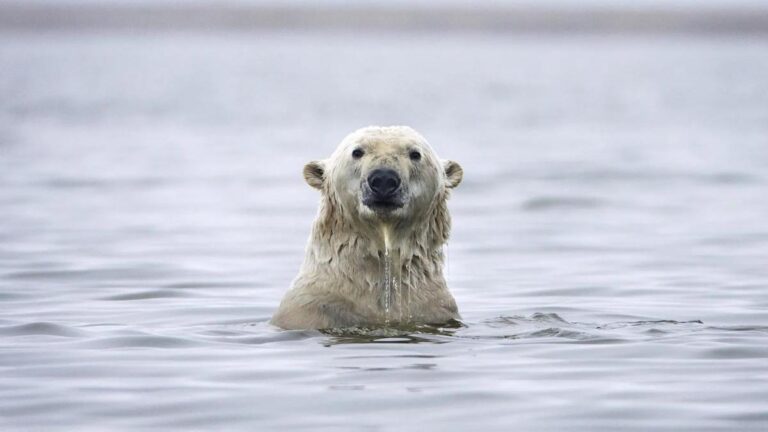 Un oso polar juega en el agua en Groenlandia.