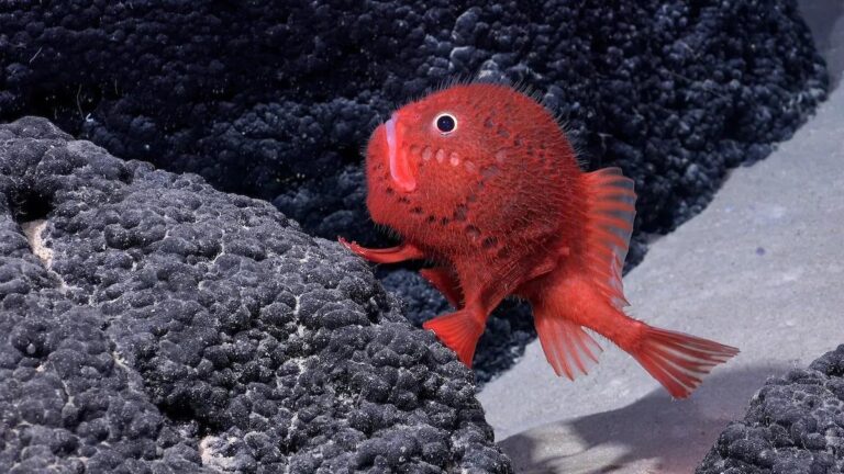 Pez óseo de la familia de los Chaunacidae, una de las especies descubiertas