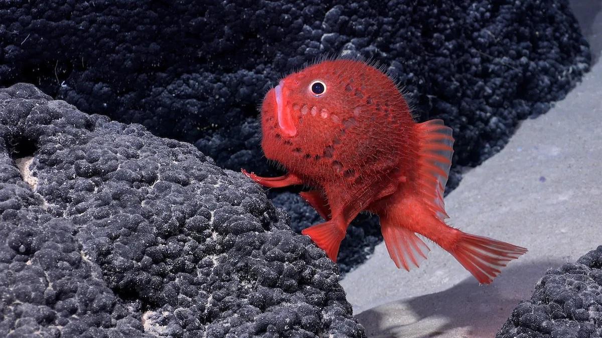 Pez óseo de la familia de los Chaunacidae, una de las especies descubiertas