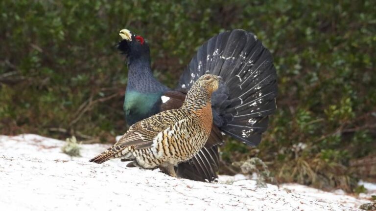 Pareja de urogallos pirenaicos
