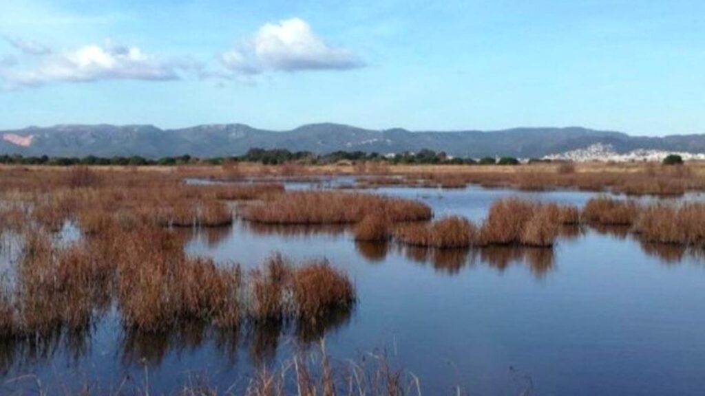 Imagen de la marisma de Viladecans.