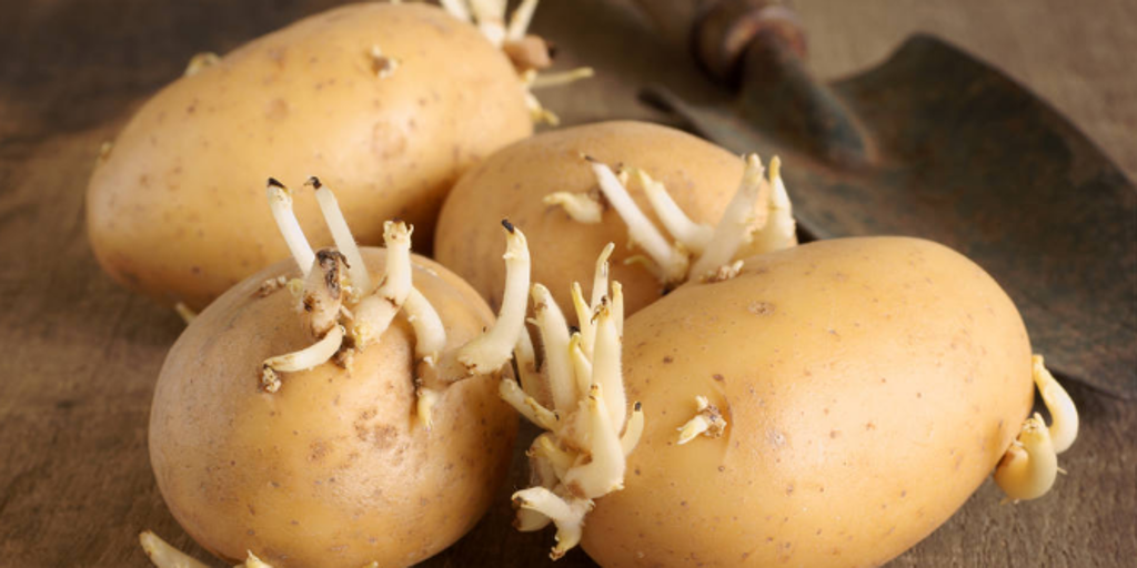 El error que cometemos con las patatas: el motivo por el que le salen brotes