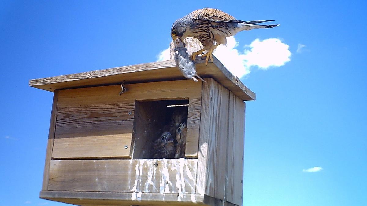 2.000 cajas nido para rapaces contra el topillo campesino