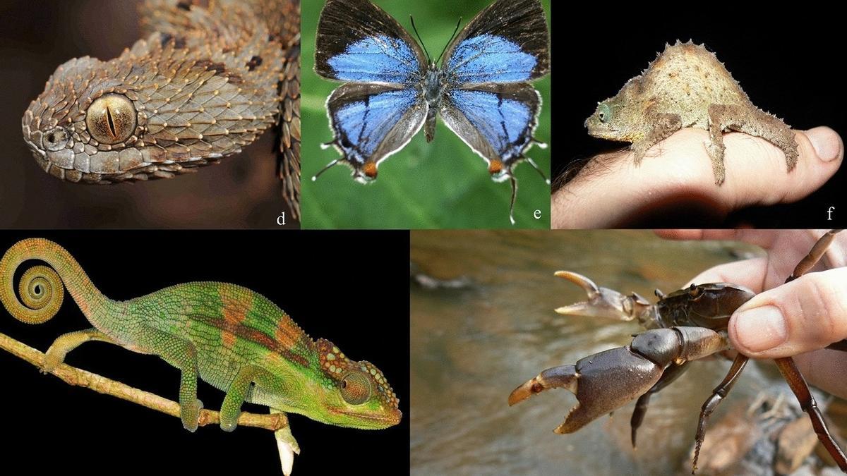 Algunos de los endemismos descubiertos en la nueva eco-región de África