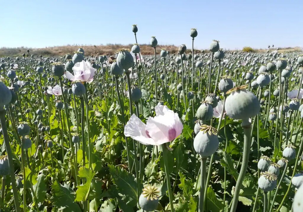 La única empresa que explota el opio legal en España ha mantenido una acusación 12 años «para asustar» a los 'vampiros'