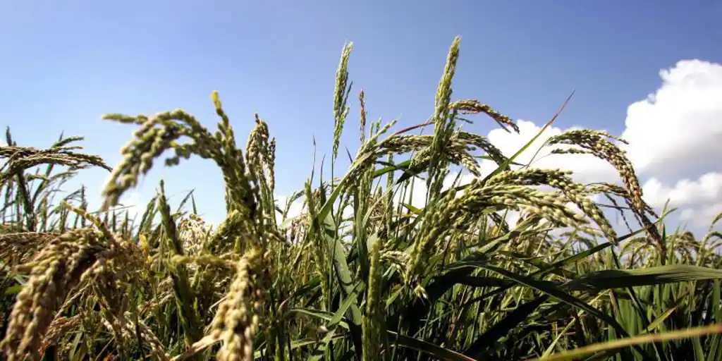 Las tres nuevas variedades de Arroz de Valencia que destacan por su alta productividad