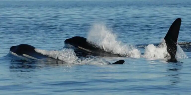 El secreto de la longevidad de las ballenas hembra para vivir el doble que los machos: la menopausia