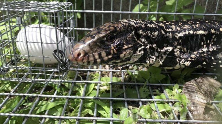 Este 'tegu' blanco y negro argentino fue capturado en el condado de St. Lucie, donde la población de la especie invasora ha crecido.