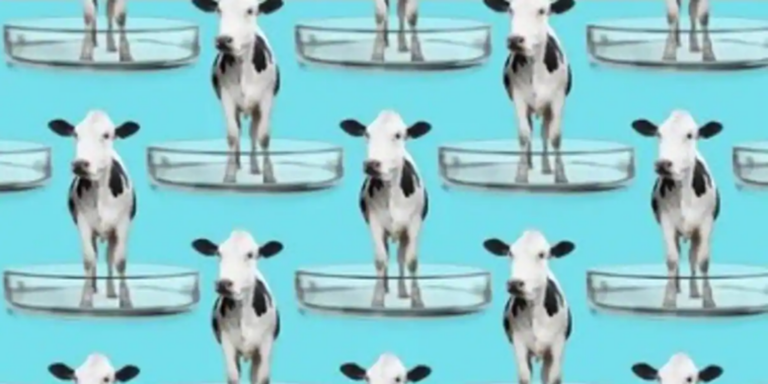Crean la primera vaca transgénica capaz de producir leche con insulina