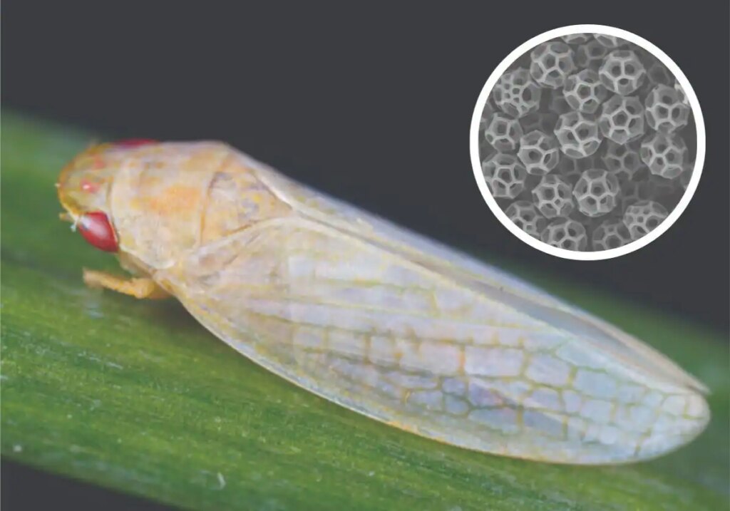 Las secreciones anales de los saltamontes de tu jardín podrían tener la clave para crear 'capas de invisibilidad' reales