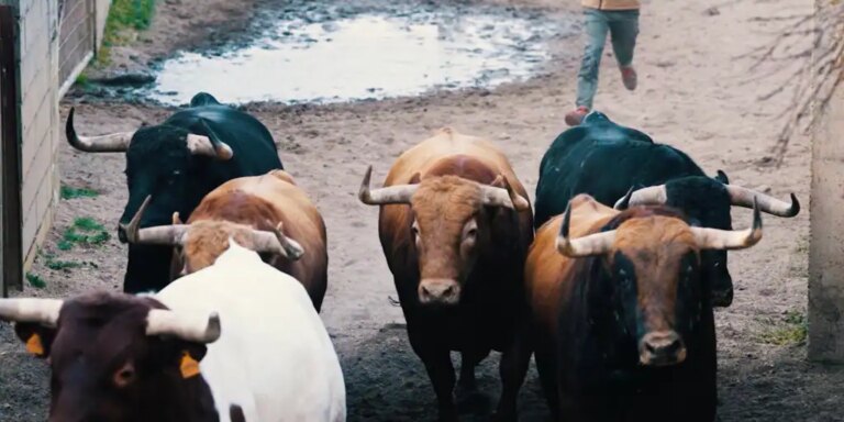 Los toros de Pedraza del Domingo de Resurrección ya están en los corrales de Las Ventas