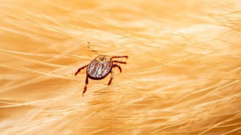 Una garrapata sobre la piel de un animal.