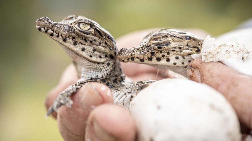 Dos crías de cocodrilo cubano, una especie que se está recuperando gracias a la creación de santuarios en el Pantano de Zapata.