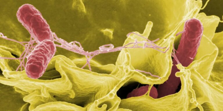 Las bacterias que influyen en la obesidad son diferentes en hombres y mujeres