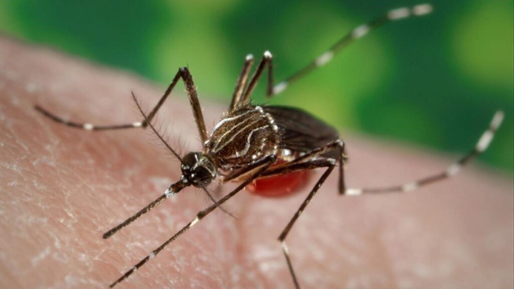 ¿Qué es dengue, la enfermedad que se expande por Latinoamérica? Síntomas y tratamiento