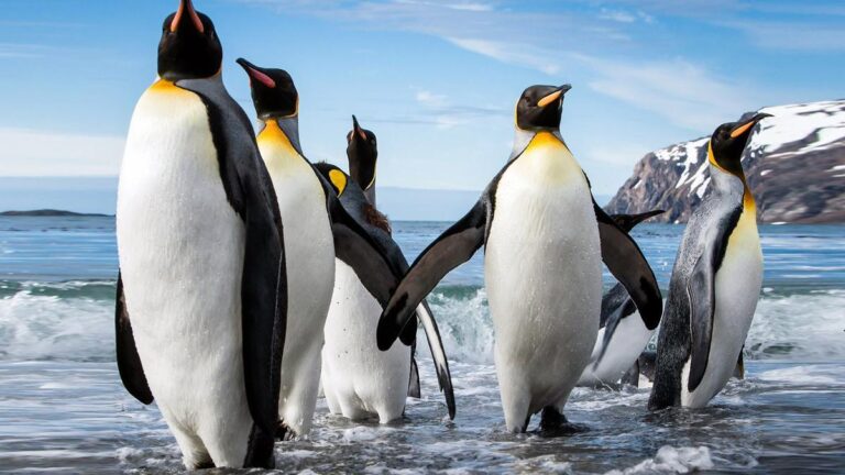 Las poblaciones de pingüino emperador, en peligro