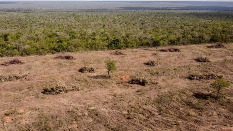 El Cerrado, pulmón verde brasileño que es deforestado para el algodón de Zara y H&amp;M, según la denuncia