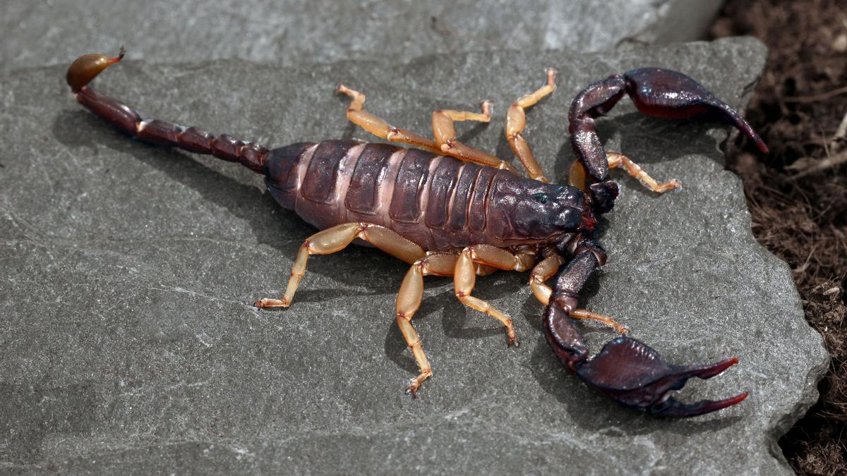 Empieza la temporada de escorpiones en España