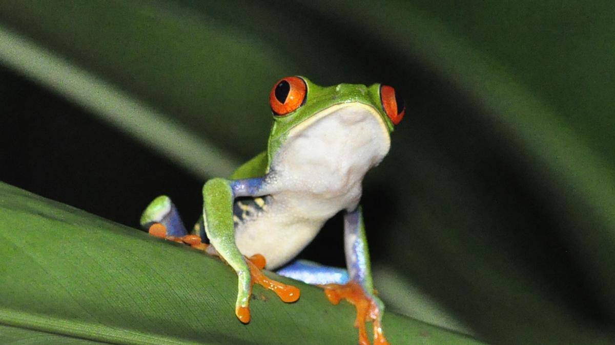 Descubren que los anfibios también se comunican por ultrasonidos