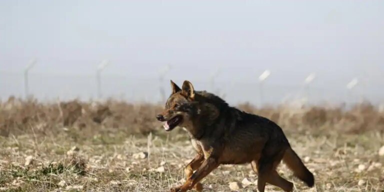 El Congreso da el primer paso para recuperar la caza del lobo al norte del Duero
