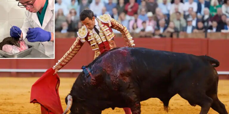 La extracción de semen 'post-mortem' de Tabarro permitirá a Santiago Domecq tener crías del 'mejor toro de la Feria de Abril'