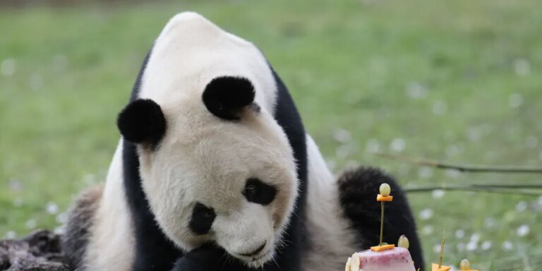 China enviará a España una nueva pareja de pandas el próximo 29 de abril