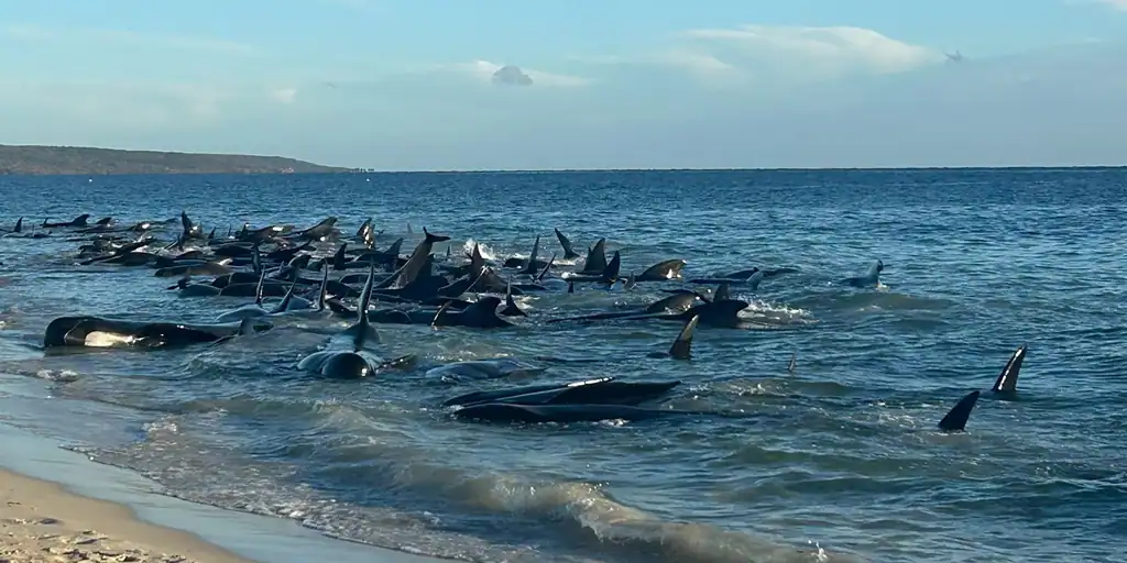 Más de 160 ballenas quedan varadas en una playa de Australia