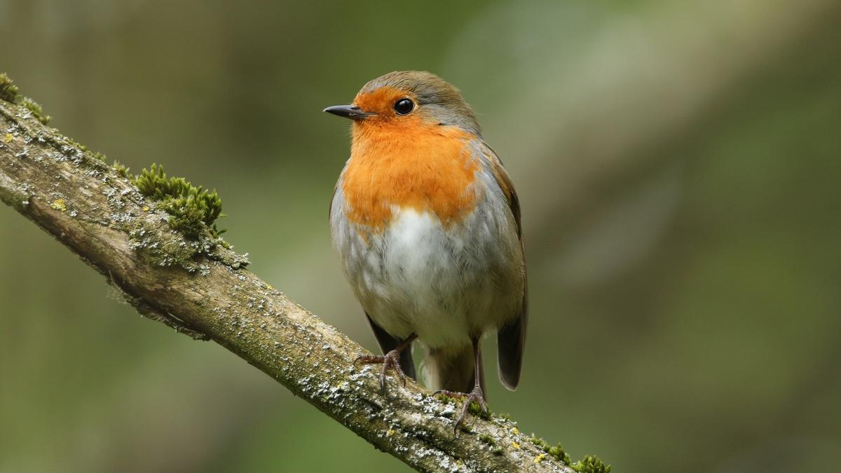 La mitad de las especies de aves del planeta están disminuyendo