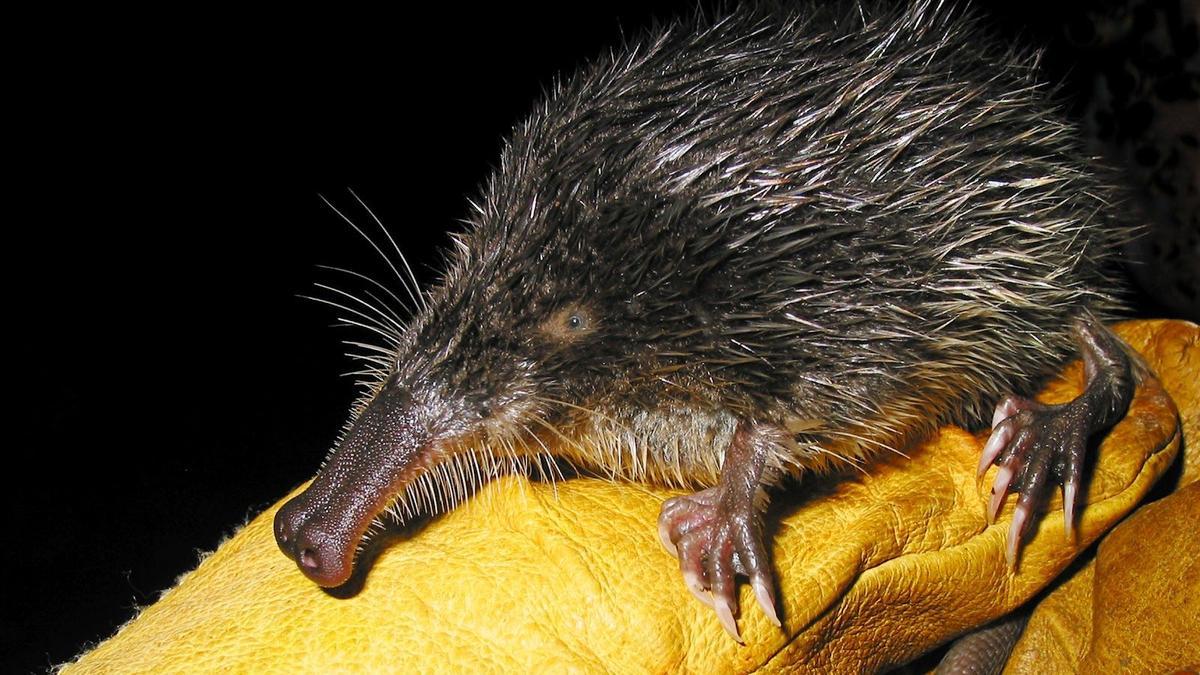 Un ejemplar de desmán ibérico, especie en peligro de extinción