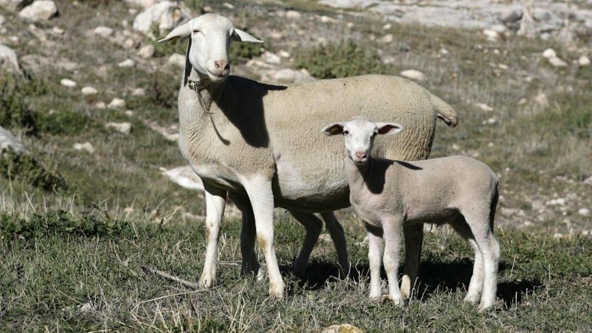 Ungulados salvajes y domésticos, clave para los ecosistemas mediterráneos