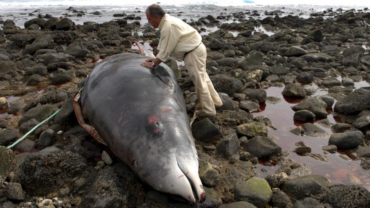 Zifio hallado muerto en la costa de Fuerteventura (Canarias).