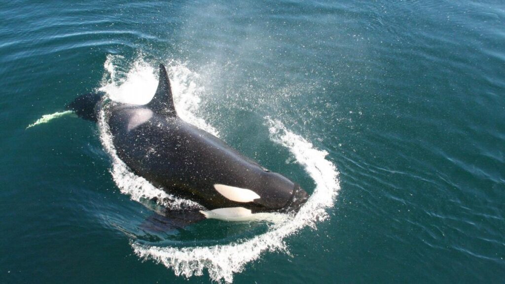 Las orcas del Estrecho vuelven a acosar a veleros