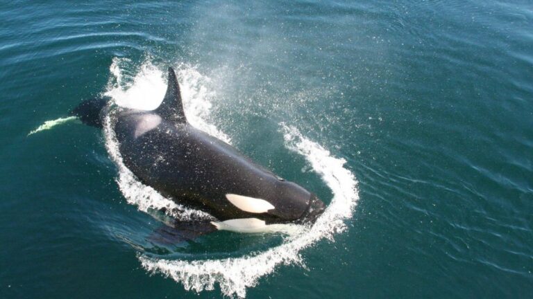 Las orcas del Estrecho vuelven a acosar a veleros