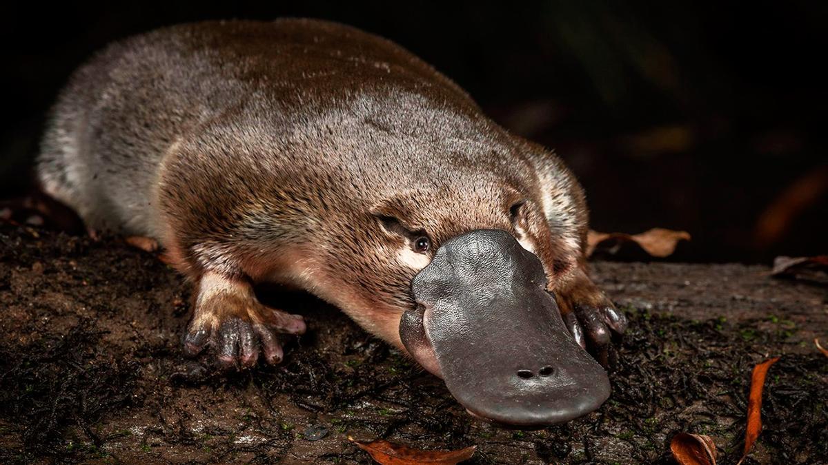 Descubren nuevas especies extintas del ornitorrinco