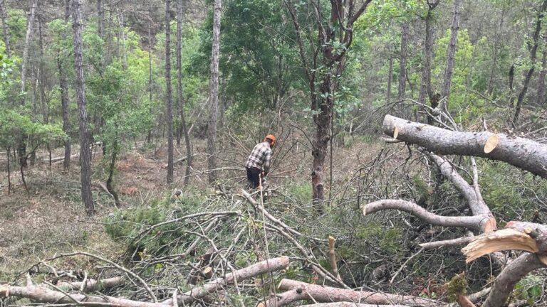 Trabajos forestales en una finca de Sallent tras recibir ayudas para propietarios de bosques