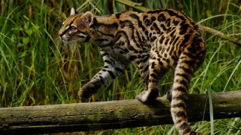 Ejemplar de la nueva especie de mini-tigre descubierta
