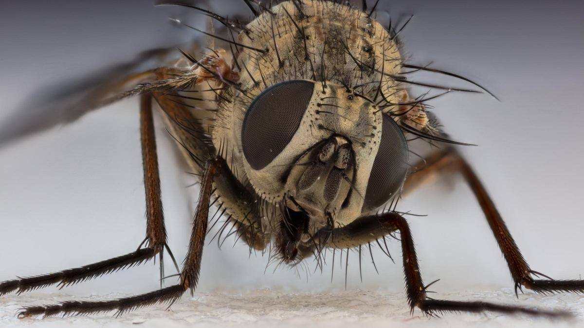 Detalle de una mosca común.