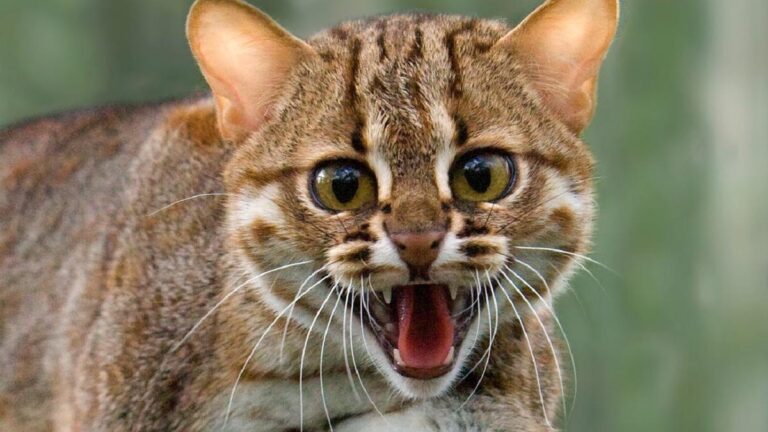 Este es el gato más pequeño y asombroso del mundo