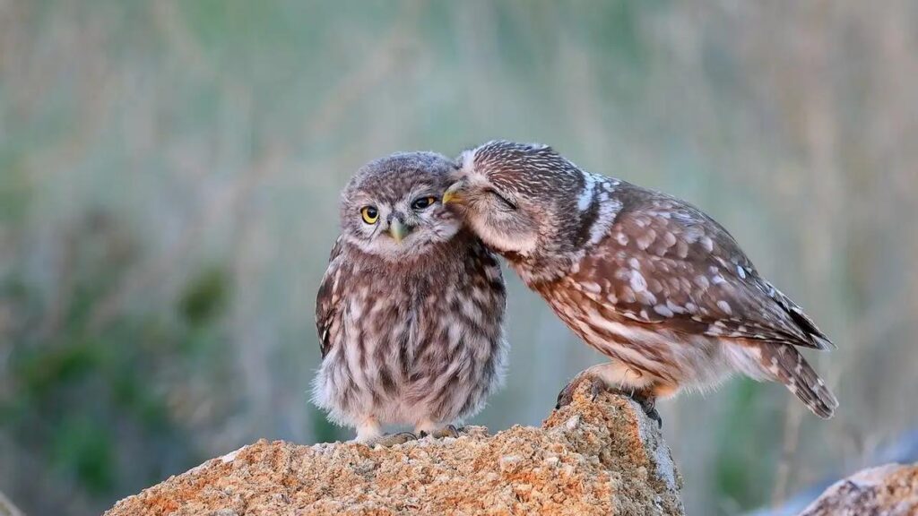 Dos ejemplares de mochuelo europeo.