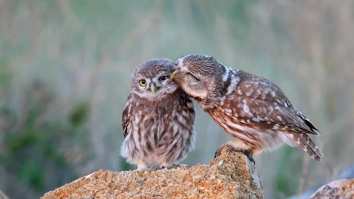 Dos ejemplares de mochuelo europeo.